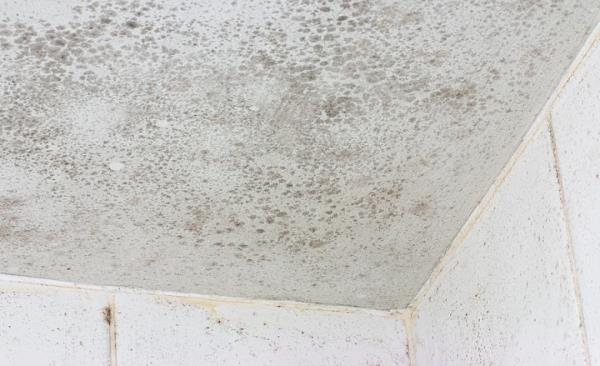 Mold Remediation by ACW Decon