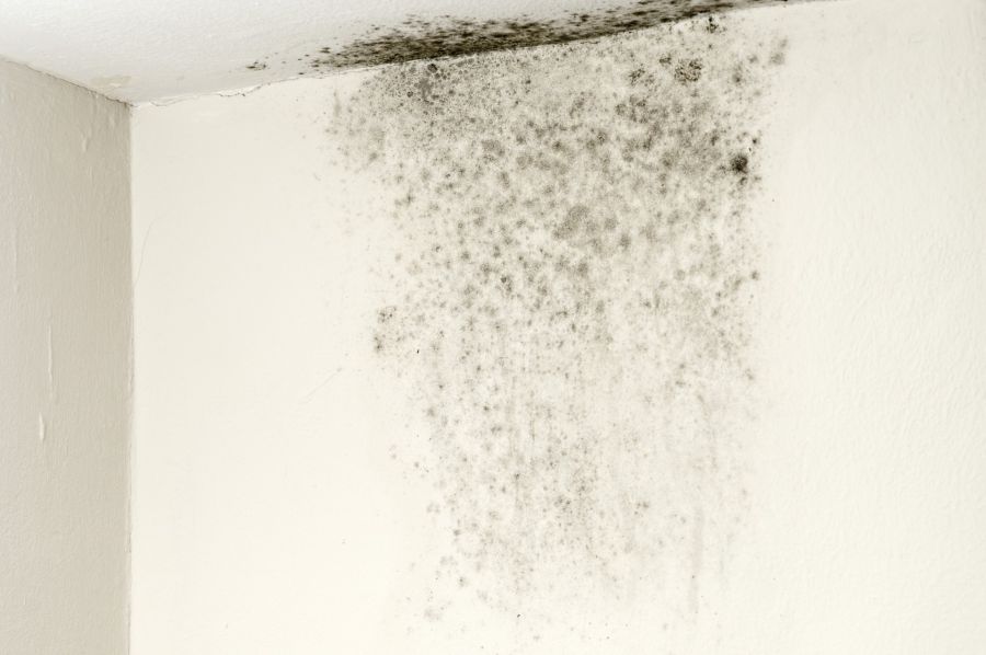 Mold Remediation by ACW Decon